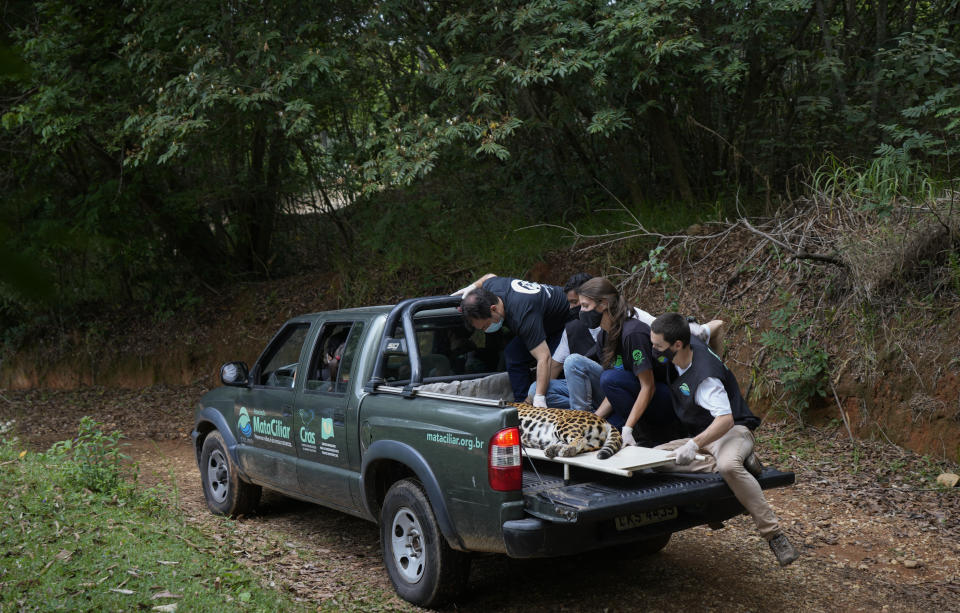 A sedated jaguar is transported from its cage to undergo an artificial insemination procedure at the Mata Ciliar Association conservation center, in Jundiai, Brazil, Thursday, Oct. 28, 2021. According to the environmental organization, the fertility program intends to develop a reproduction system to be tested on captive jaguars and later bring it to wild felines whose habitats are increasingly under threat from fires and deforestation. (AP Photo/Andre Penner)