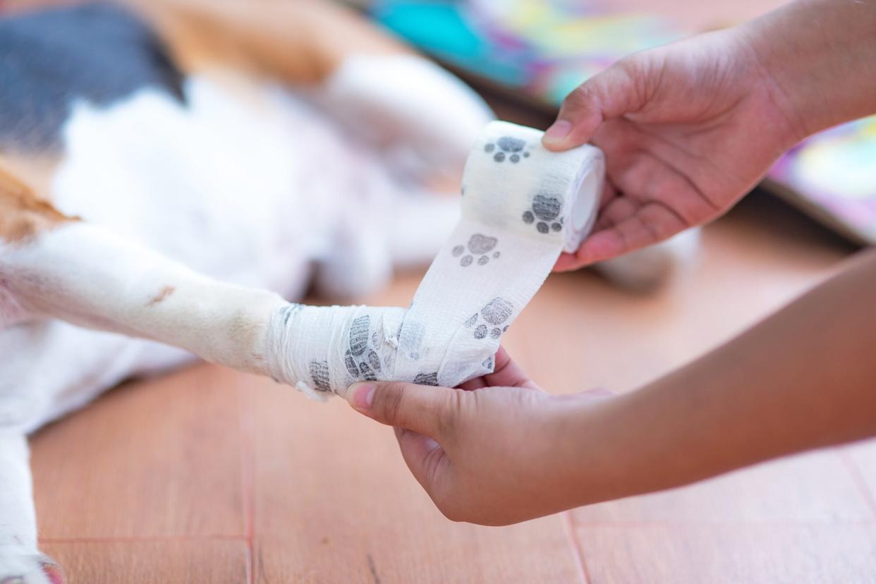 bandaging a dog's paw; can you put neosporin on a dog