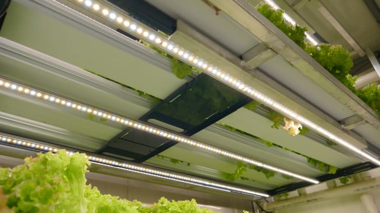 Hydroponic produce is blooming in Churchill, Man.