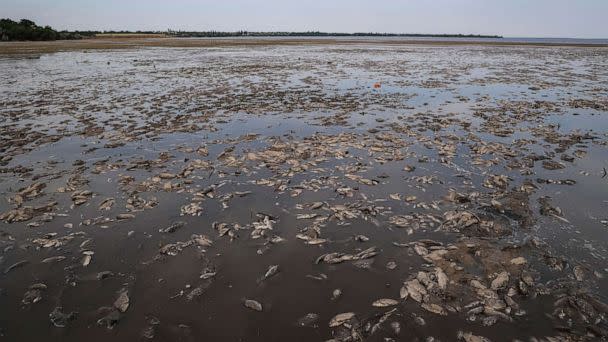 PHOTO: Dead fish are seen on the drained bottom of the Nova Kakhovka reservoir after the Nova Kakhovka dam breached, in the village of Marianske in Dnipropetrovsk region, Ukraine, on June 7, 2023. (Sergiy Chalyi/Reuters)