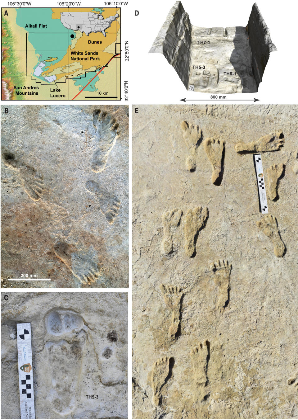 Human trackways on TH4. / Credit: Science