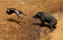 A dog and wild boar fight during a contest, known locally as 'adu bagong' (boar fighting), in Cikawao village of Majalaya, West Java province, Indonesia, September 24, 2017. REUTERS/Beawiharta