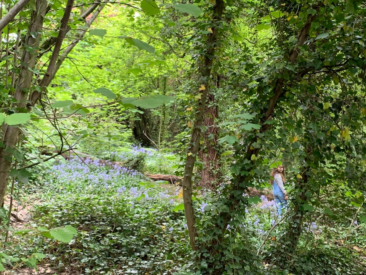 Part of the Green Chain Walk (Abigail Blasi)