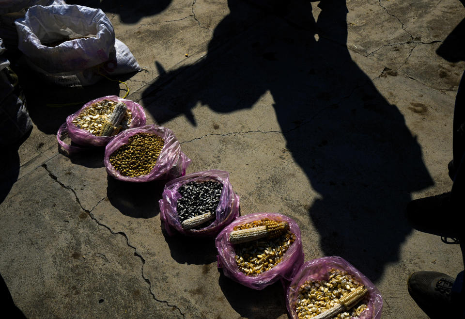 Agricultores miran muestras de maíz nativo durante un canje de semillas en Apizaco, México, el jueves 18 de mayo de 2023. Algunos agricultores en México han conservado variedades tradicionales de maíz durante generaciones. (AP Foto/Fernando Llano)