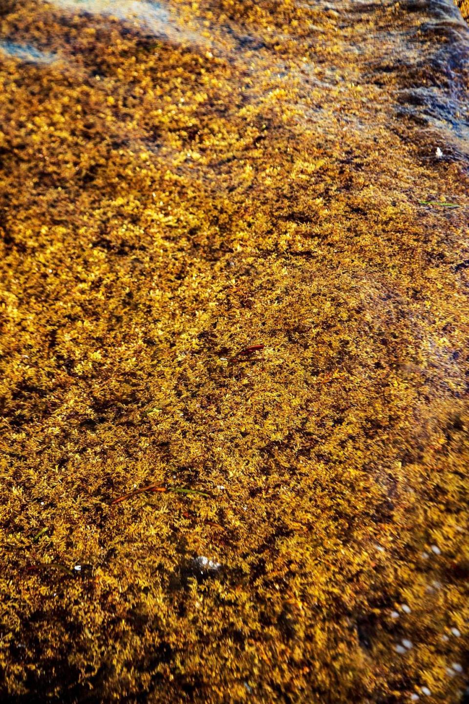 A thick mat of Sargassum seaweed washed ashore Thursday on Miami Beach, part of a record volume seen so far this summer on South Florida beaches.