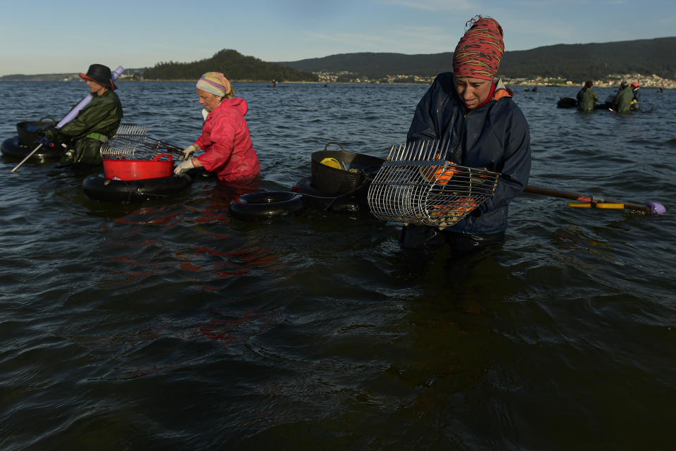 Clam diggers Bea Moledo, Ana Abreu and Marisol Rodriguez, from left, look for clams in the estuary of Lourizan, in Galicia, northern Spain, Tuesday, April 18, 2023. They fan out in groups, mostly women, plodding in rain boots across the soggy wet sands of the inlet, making the most of the low tide. These are the clam diggers, or as they call themselves, "the peasant farmers of the sea." (AP Photo/Alvaro Barrientos)