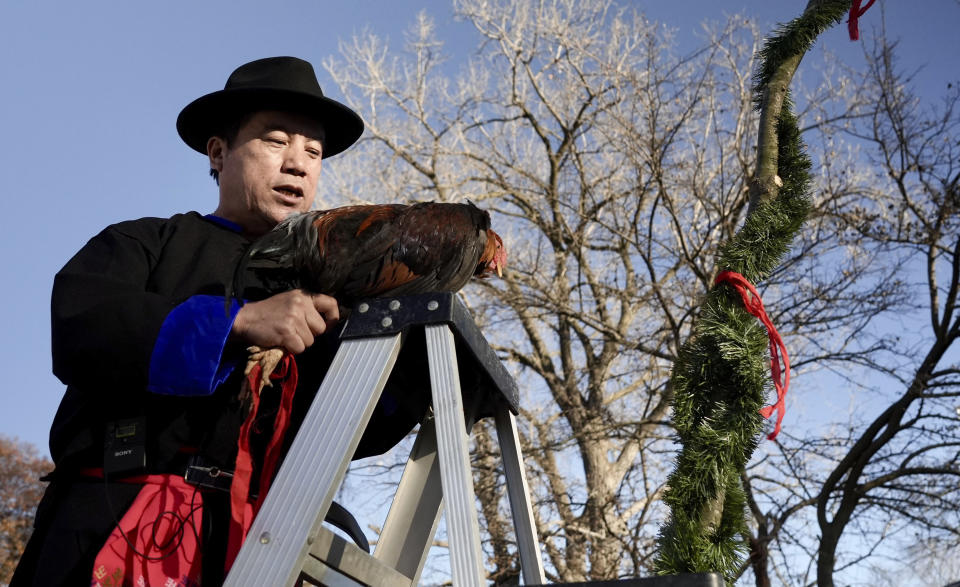 Nhia Neng Vang holds a rooster that will be used in a backyard sweeping ritual in St. Paul, Minn. on Saturday, Nov. 18, 2023. The ritual, in which participants walk together in circles, first to the west and then to the east, represents leaving old negative spirits behind and embracing the new year. (AP Photo/Mark Vancleave)