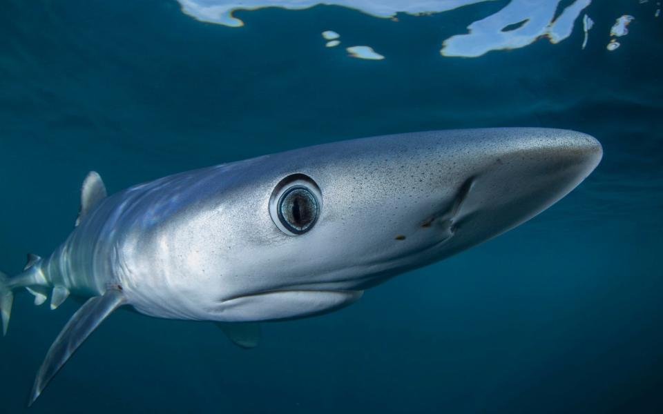 A blue shark in Blue Planet II - WARNING: Use of this copyright image is subject to the terms of use of BBC Pictures' Digital Picture