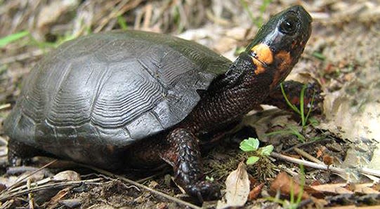 The Bog Turtle is New Jersey state reptile