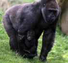 BRISTOL, ENGLAND - MAY 03: Bristol Zoo's baby gorilla Kukena holds onto his mother's arm as he ventures out of his enclosure at Bristol Zoo's Gorilla Island on May 4, 2012 in Bristol, England. The seven-month-old western lowland gorilla is starting to find his feet as he learns to walk having been born at the zoo in September. Kukena joins a family of gorillas at the zoo that are part of an international conservation breeding programme for the western lowland gorilla, which is a critically endangered species. (Photo by Matt Cardy/Getty Images)