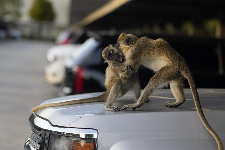 Vervet monkeys Higgins, left, and Andor fight playfully atop a car in the Park 'N Fly parking lot which lies adjacent to the swampy mangrove preserve where the monkey colony lives, Tuesday, March 1, 2022, in Dania Beach, Fla. For 70 years, a group of non-native monkeys has made their home next to a South Florida airport runway, delighting visitors and becoming local celebrities. (AP Photo/Rebecca Blackwell)