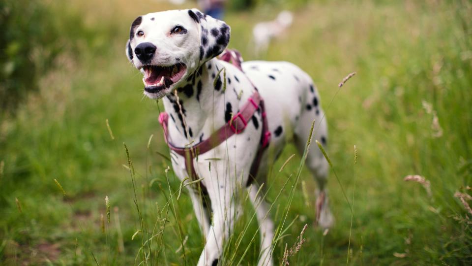 30% of Dalmatians are deaf in one ear