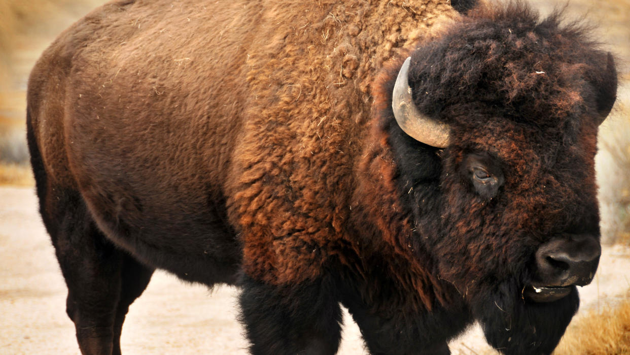  Bison at Antelope Island State Park, Utah, USA 