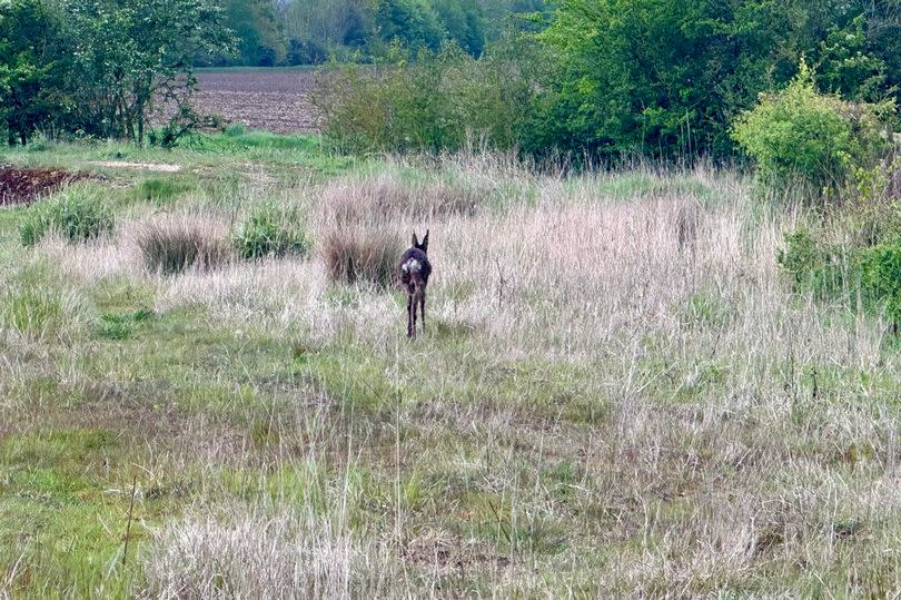 The deer in its new home -Credit:Cleethorpes Wildlife Rescue