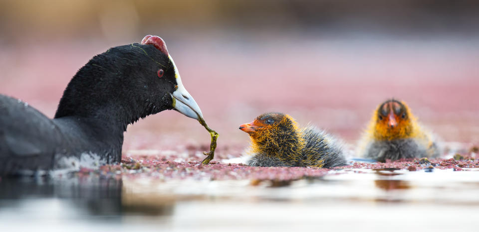 Küken sind angewiesen auf das Futter, das sie von ihrer Mutter bekommen (Symbolbild: Getty Images)