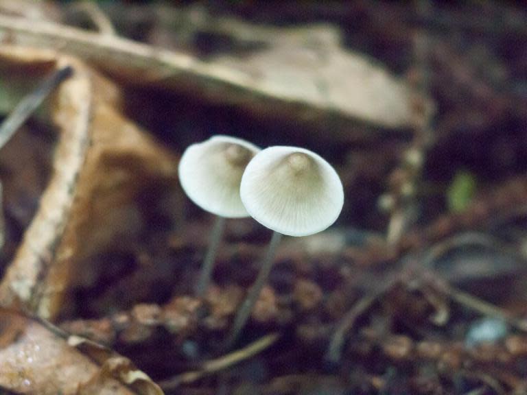 Magic mushrooms see growth bonanza across UK after mild winter: 'It’s been a particularly good one'