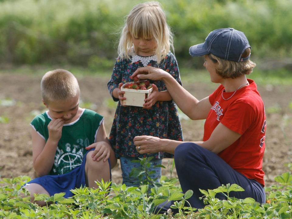 A woman and two children picking strawberries in vermont