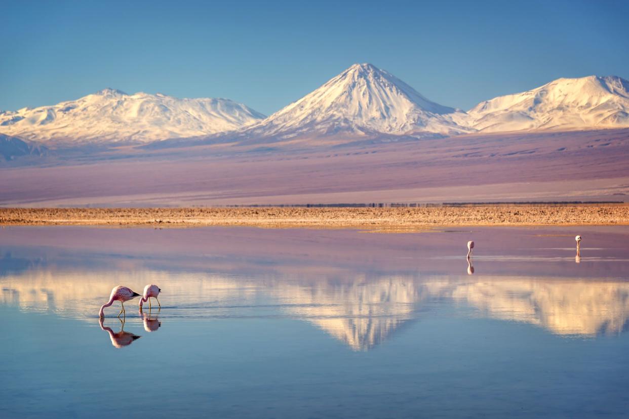 snowy licancabur volcano in andes montains reflecting in the wate of laguna chaxa with andean flamingos, atacama salar, chile