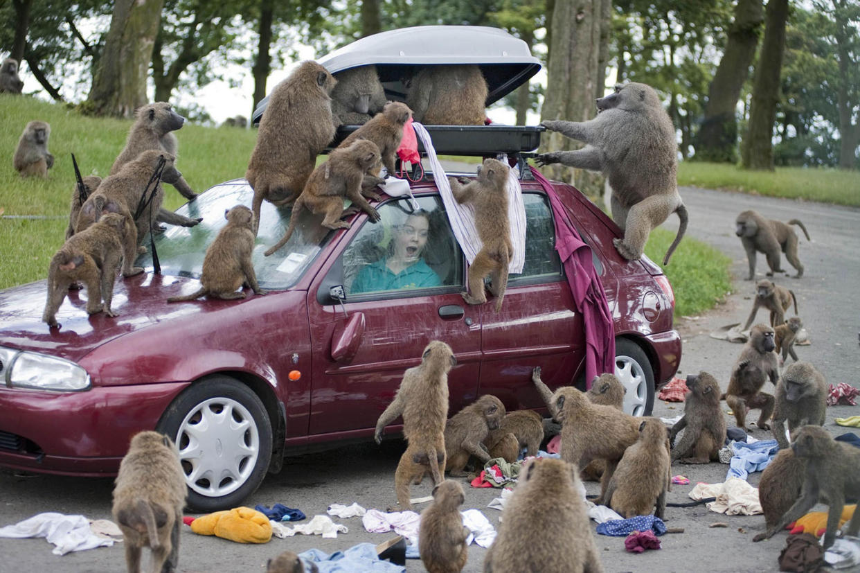 Undated Knowsley Safari Park handout photo of baboons at the park in Merseyside unpacking a visitors suitcase on the roof rack.