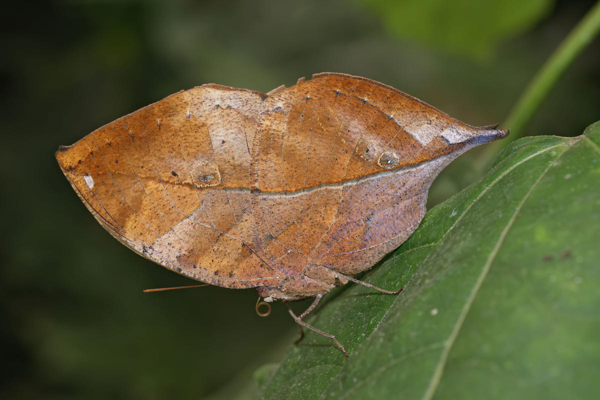 Insekt Schmetterling Blätter Dekorative Klebeband goldenen