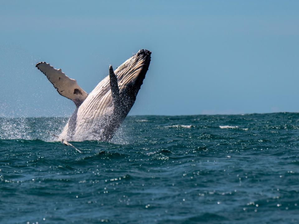 A woman has been injured after being hit by a humpback whale off the coast of Australia: iStock