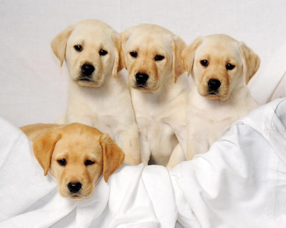 Labrador puppies