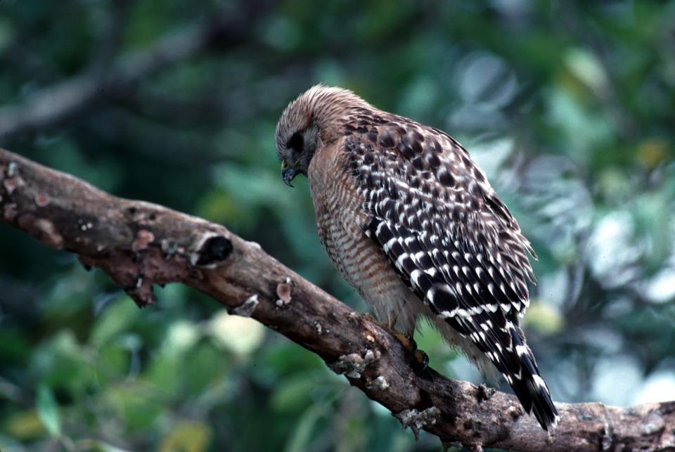 A red-shouldered hawk is among the wide variety of birds you might spot on a walk at Calf Pasture Nature Area.