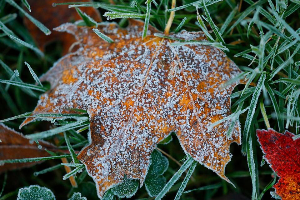 The first hard frost of the season encrusts leaves and flowers with ice crystals in North Marshfield 
on Thursday, Nov. 2, 2023.