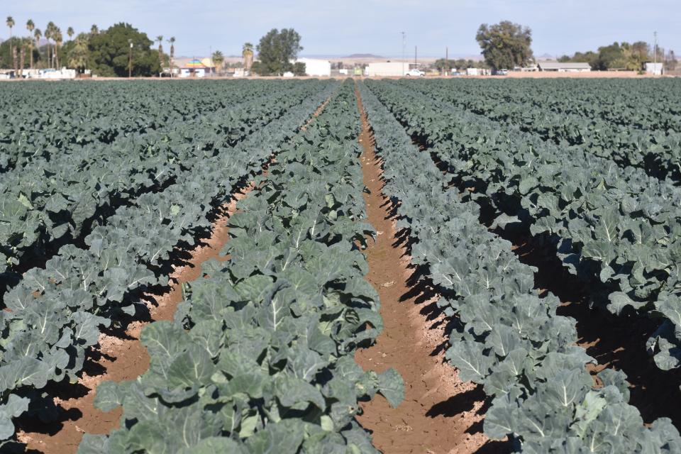 A broccoli field in Yuma belonging to Top Flavor farms.