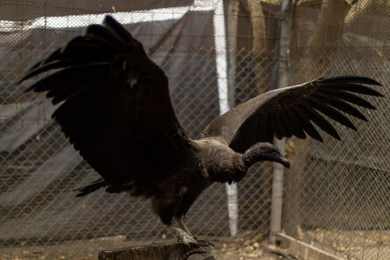 Pachamama nació en cautiverio en un zoológico francés; llegó a la Argentina el 22 de abril pasado