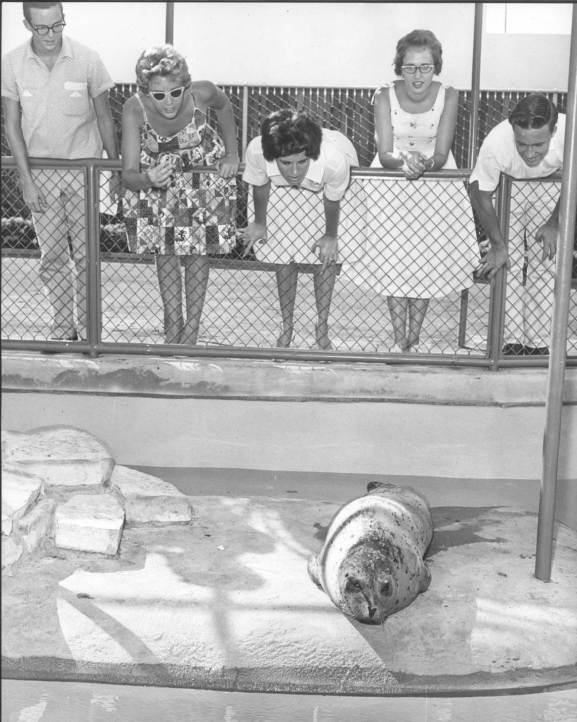 1960s: Sea lion in Six Flags petting zoo