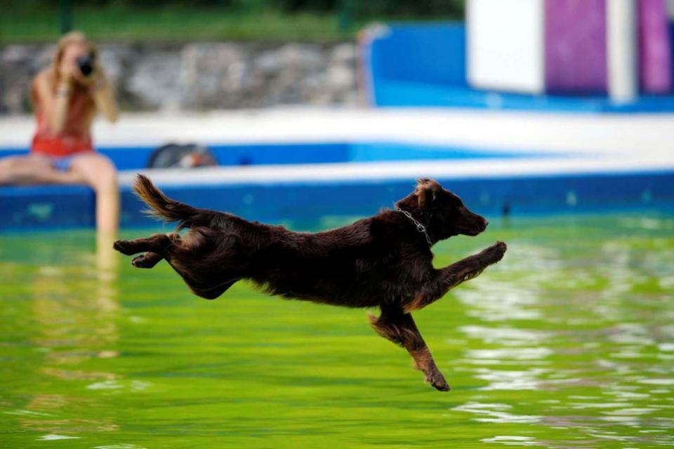 Flying Dogs competition