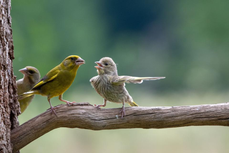 Three birds perched on a tree branch, with one of them opening its mouth and extending its wing as if it shouting and pointing.