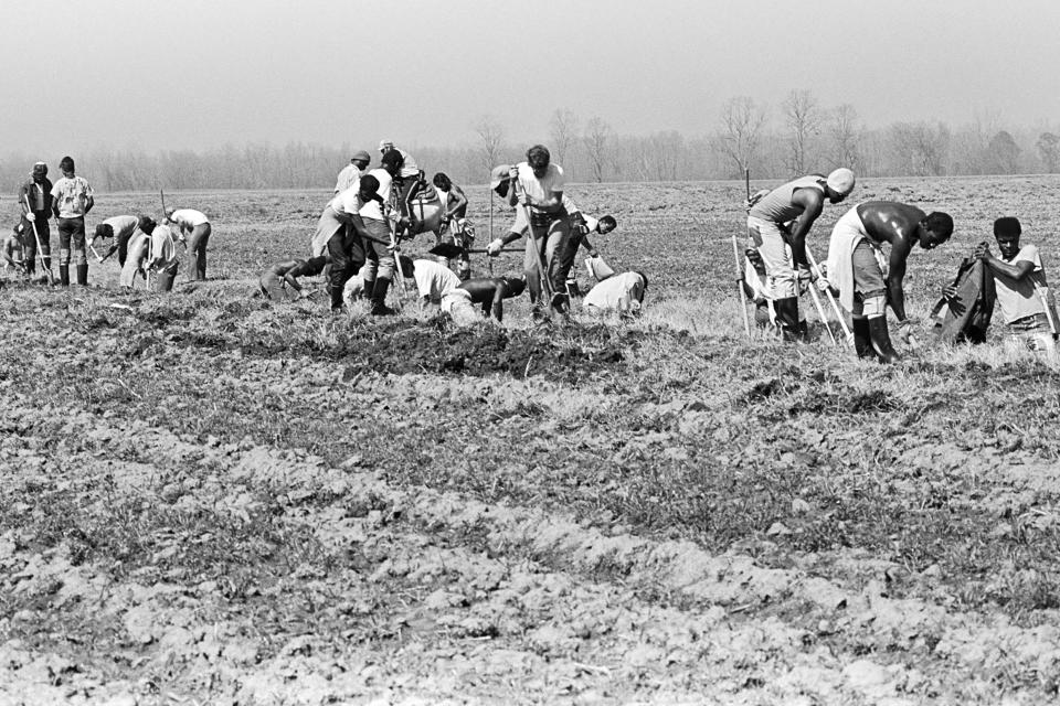 This 1980 photo shows prison laborers working in a field at the Louisiana State Penitentiary in Angola, La. The former 19th-century antebellum plantation once was owned by one of the largest slave traders in the United States. (Keith Calhoun via AP)