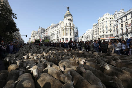 People watch a flock of sheep during the annual sheep parade through Madrid, Spain, October 21, 2018. REUTERS/Susana Vera