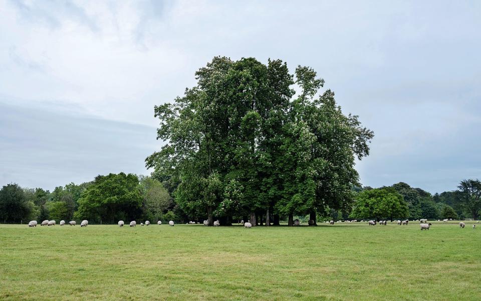 3,000-odd sheep roam free around the grounds - Credit: Carol Sachs