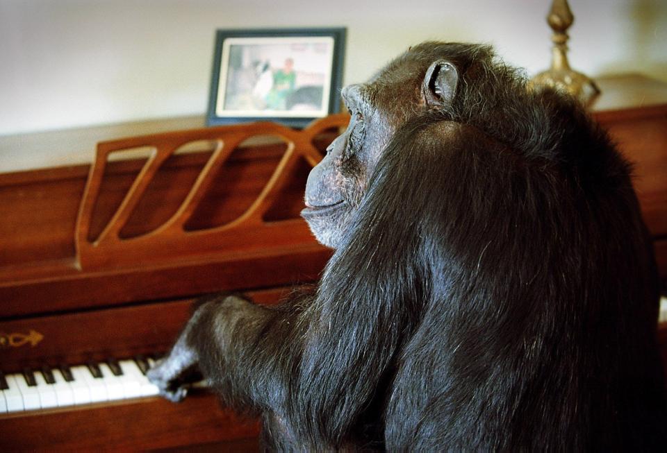 Cheeta plays a few notes on the piano in the living room of the home on East Francis Drive where he lived in 2000.
