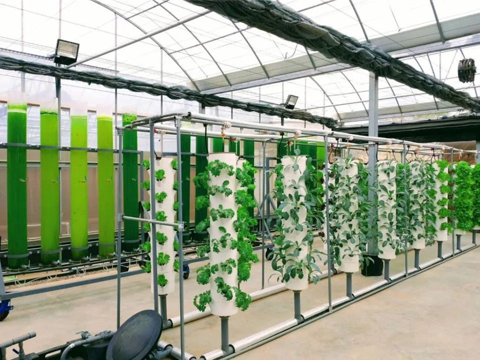 東海大學以獨特的微藻技術固碳，打造全亞洲校園內最大的智能吸碳試驗場域。圖／曾麗芳