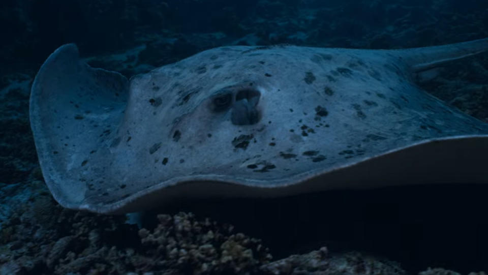 A hunting stingray in Earth At Night In Color