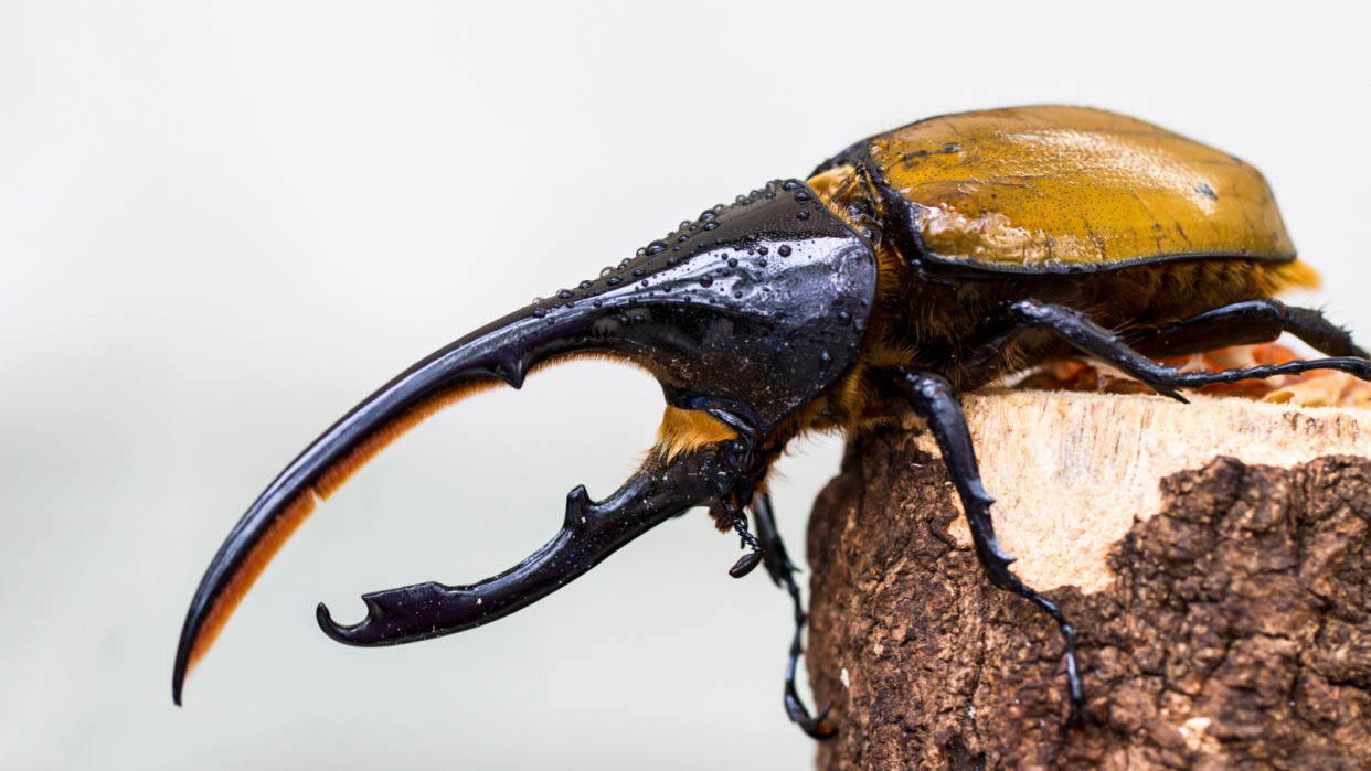  Side view of a Hercules beetle showing off its two long horns as it sits perched on a wooden stumb. 