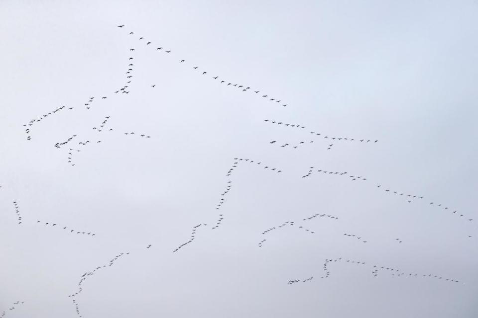 Pink-footed geese in flying formations