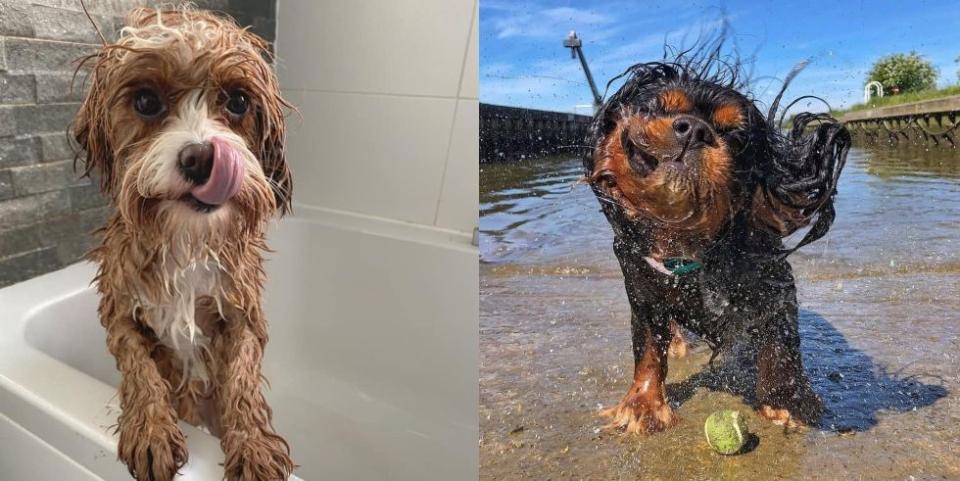 8 impossibly cute images of wet dogs you can't help but smile at