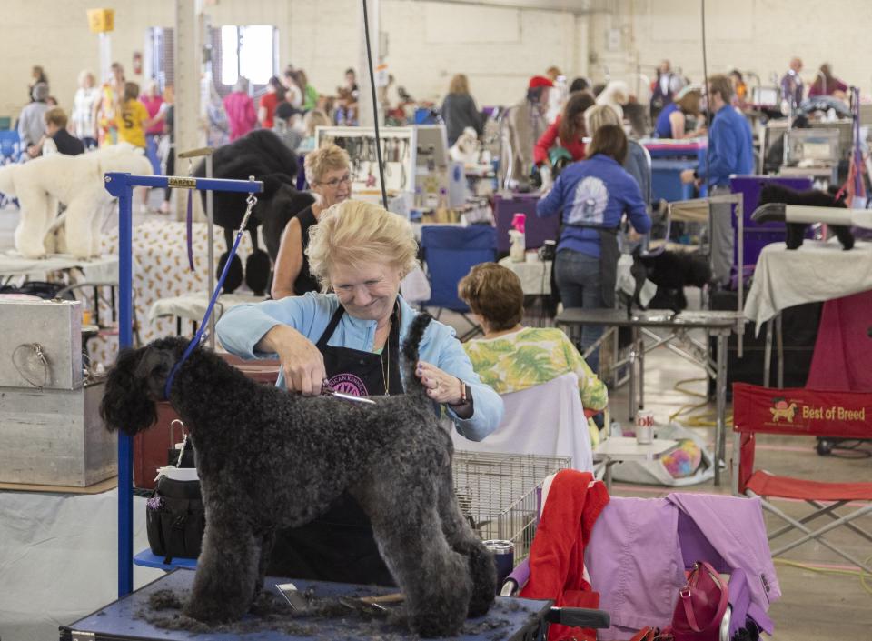 Cheryl Stanczyk grooms Rocky Mountain Flying High Dragon Lady “Rosie,” a Kerry Blue Terrier.