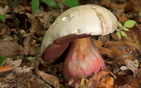 Like many toxic mushrooms, it is much more dangerous raw  - Credit: Alamy 