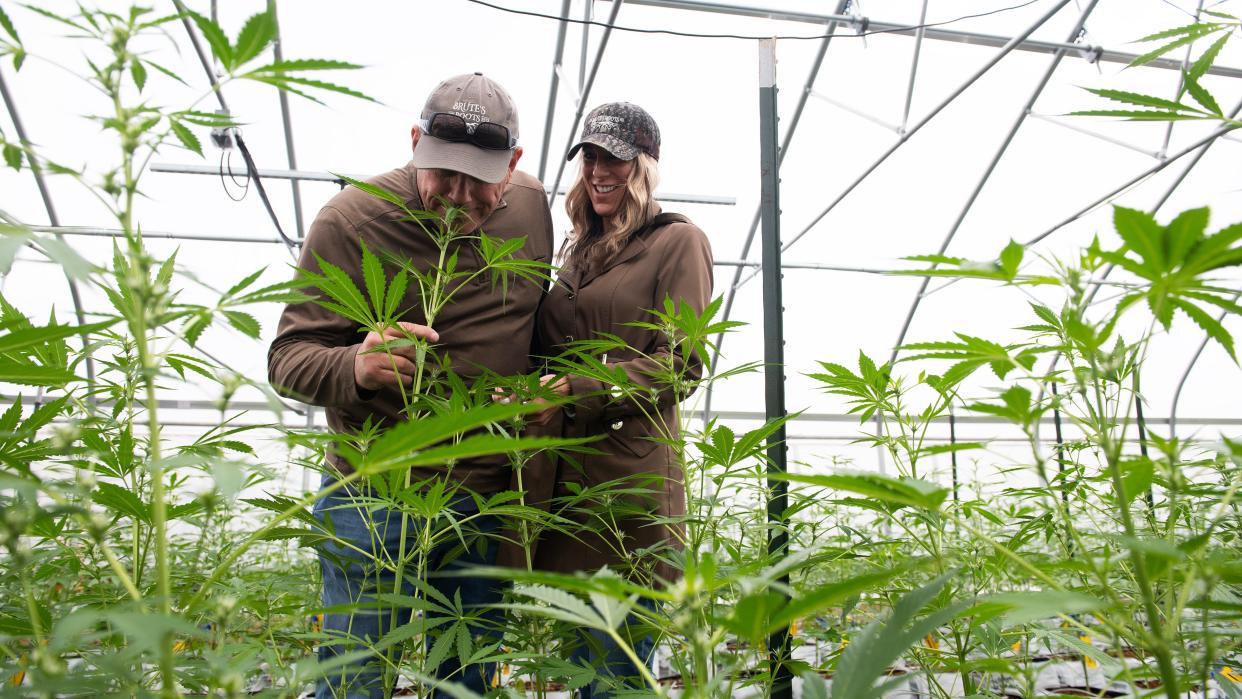 Brute's Roots CEO and owner Jim DiNatale and Brute's Roots president and owner Kelly Gatto inspect cannabis plants as they stand in a greenhouse at Brute's Roots in Winslow Township on Thursday, April 4, 2024.