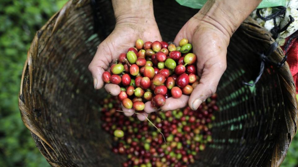 granos de café