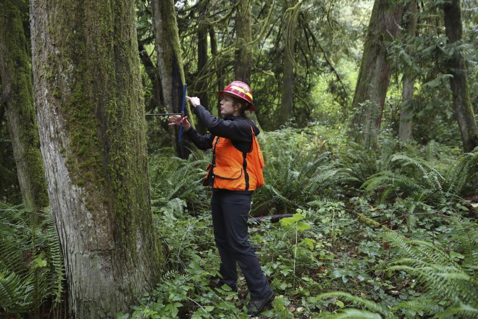 Christine Buhl, a forest health specialist for the Oregon Department of Forestry, uses an increment borer to core a dead western red cedar at Magness Memorial Tree Farm in Sherwood, Ore., Wednesday, Oct. 11, 2023. Iconic red cedars — known as the "Tree of Life' — and other tree species in the Pacific Northwest have been dying because of climate-induced drought, researchers say. (AP Photo/Amanda Loman)