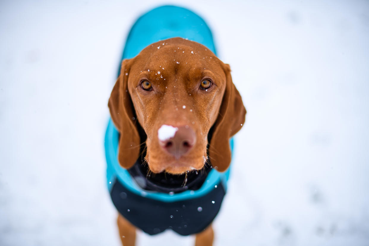 Beautiful vizsla dog wearing blue winter coat enjoying snowy day outdoors. Front view of a cute dog in a winter jacket.