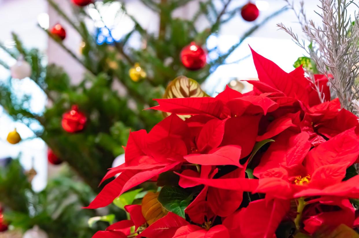 <a href="https://www.shutterstock.com/es/image-photo/poinsettia-christmas-tree-1242765184" rel="nofollow noopener" target="_blank" data-ylk="slk:Shutterstock / Princess_Anmitsu;elm:context_link;itc:0;sec:content-canvas" class="link ">Shutterstock / Princess_Anmitsu</a>