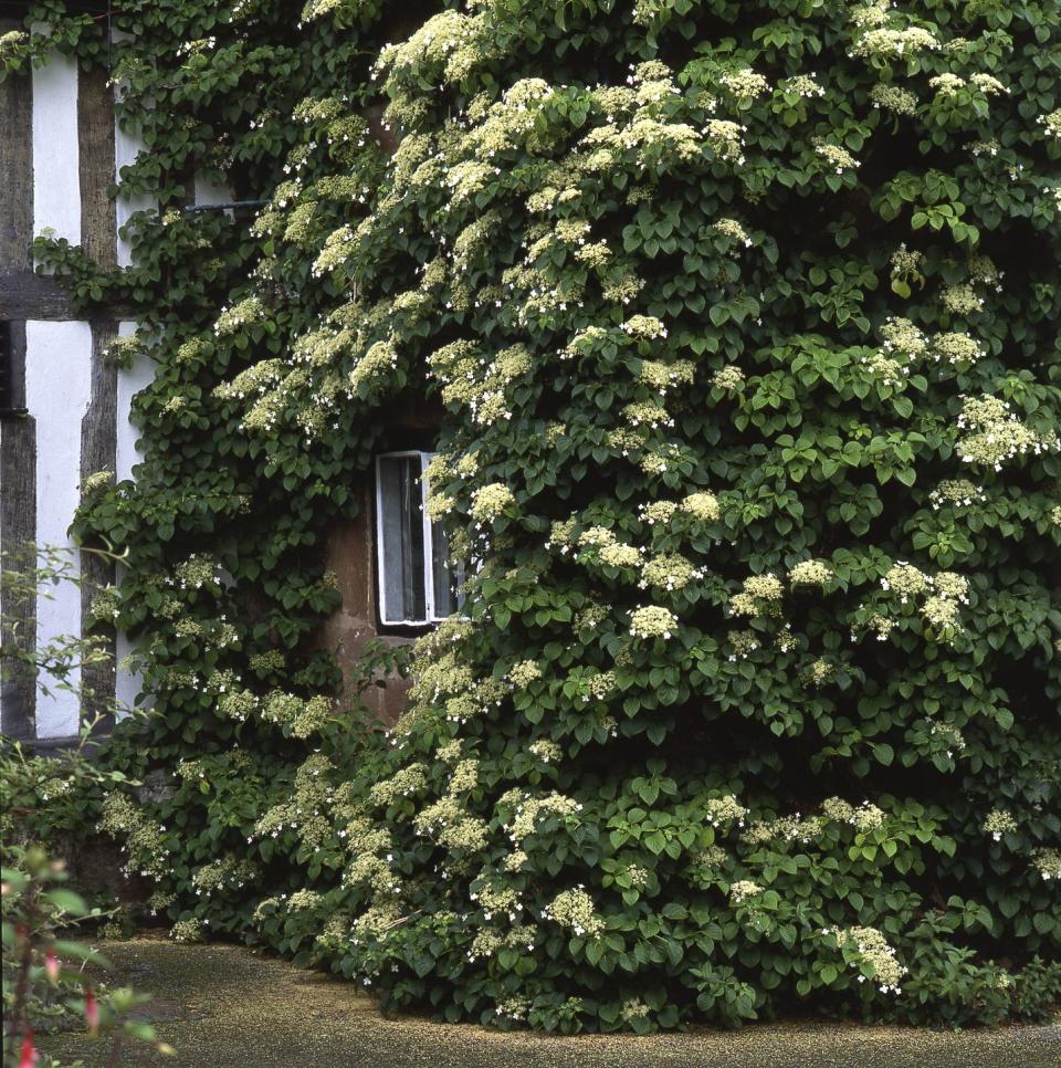 10) Climbing Hydrangea